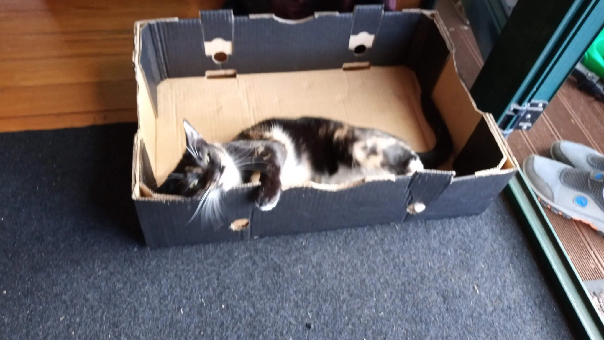 A30.2 cats love boxes (10)